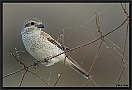Grauwe Klauwier, Red-backed Shrike, Lanius collurio Location: Sigri, Greece (Lesbos) grauwe klauwier 7D 8685 kopie